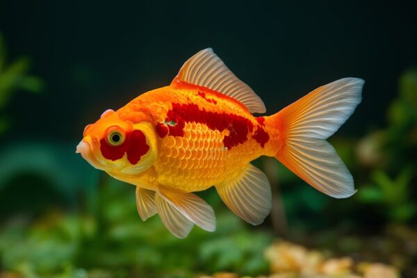 Are Goldfish Koi Fish? Unveiling the Truth Behind These Popular Pets