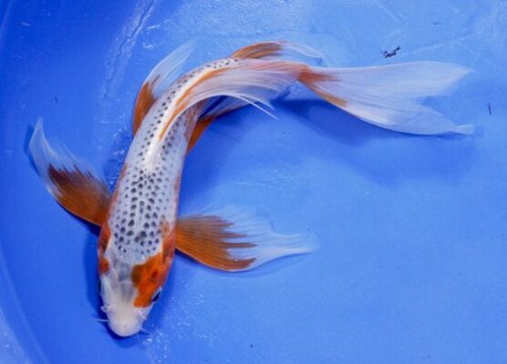 Asagi Koi Fish: A Symphony of Blue and White in the Aquatic World