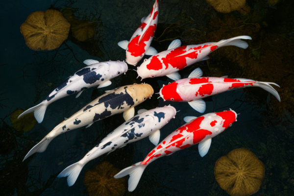 Koi Fish Behavior: Understanding Their Aquatic World