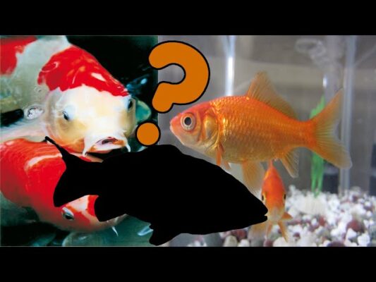 Koi Fish and Goldfish Combined: A Unique Aquatic Experience